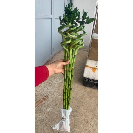 Cành trúc soắn trồng thuỷ sinh ,cây phong thuỷ, trúc phát tài