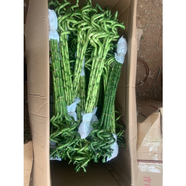 Cành trúc soắn trồng thuỷ sinh ,cây phong thuỷ, trúc phát tài