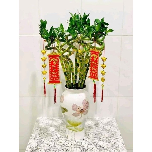Cành trúc soắn trồng thuỷ sinh ,cây phong thuỷ, trúc phát tài