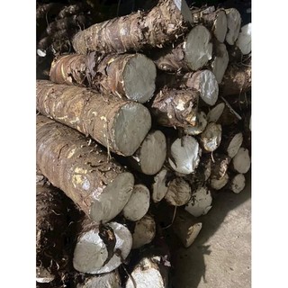 Bạc hà núi cấm An Giang hoành to trên 30cm 5kg
