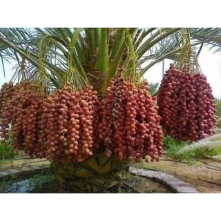 chà là sấy dẻo 1kg