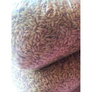 1kg lúa hạt tròn cho gà đá, cu gáy - lúa rê sạch chắc hạt nông sản hùng lỳ