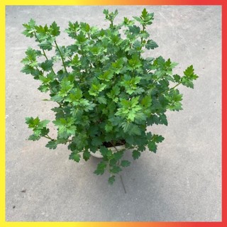 Hoa cúc vàng giỏ treo 16