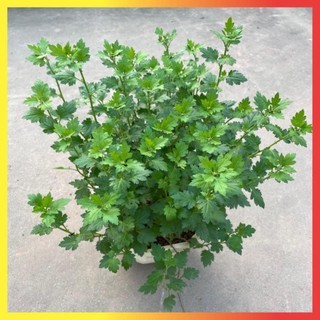 Hoa Cúc Vàng Giỏ Treo 16 ( Hàng chuẩn)