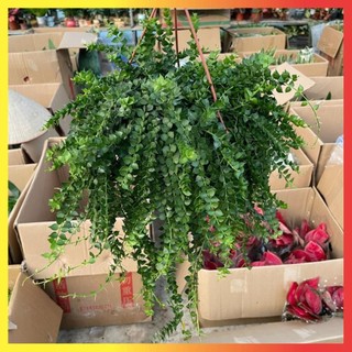 Giỏ Lan Tim 16 ( Hàng chuẩn)