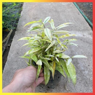 Bụi Trúc Nhật Vàng Mini 16 ( Hàng chuẩn)