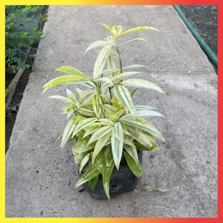 Bụi Trúc Nhật Vàng Mini 16 ( Hàng chuẩn)