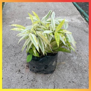 Bụi trúc nhật vàng mini 16
