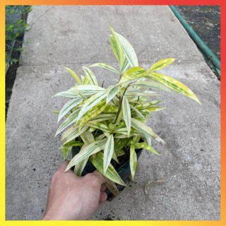 Bụi Trúc Nhật Vàng Mini 16 ( Hàng chuẩn)