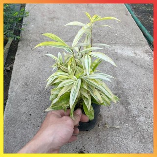 Bụi Trúc Nhật Vàng Mini 16 ( Hàng chuẩn)