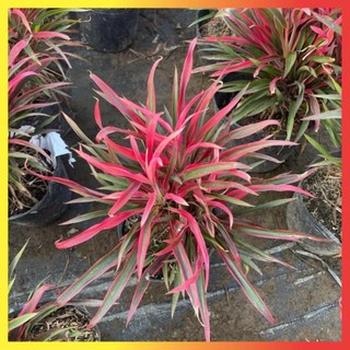 Cây Ánh Dương