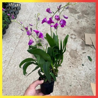 Cây Lan Hồ Điệp Mini