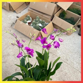 Cây Lan Hồ Điệp Mini