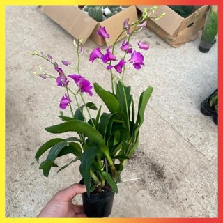 Cây Lan Hồ Điệp Mini