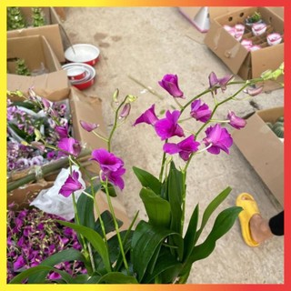 Cây Lan Hồ Điệp Mini