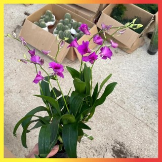 Cây Lan Hồ Điệp Mini