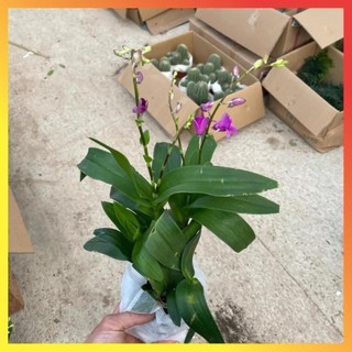 Cây lan hồ điệp mini