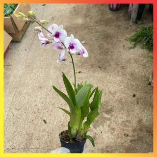 Cây Lan Hồ Điệp Mini