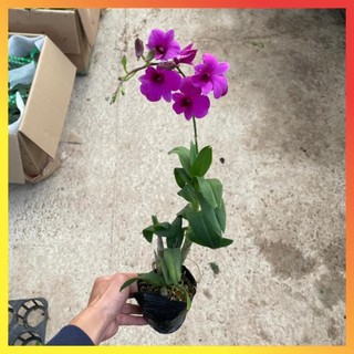 Cây Lan Hồ Điệp Mini