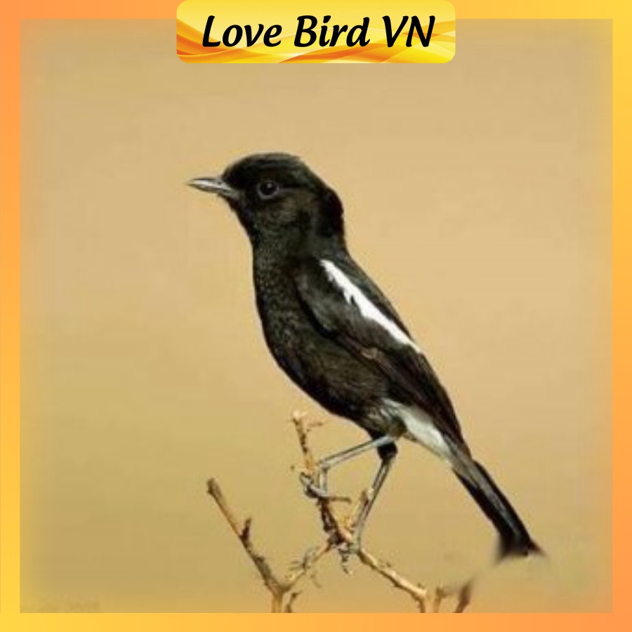 Cám chim chích chòe Hiển Bảo Khánh số 1, 2