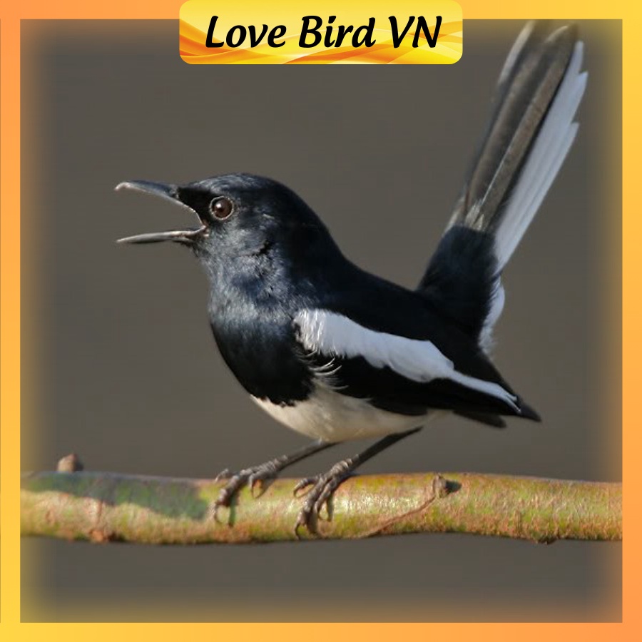 Cám chim chích chòe Hiển Bảo Khánh số 1, 2