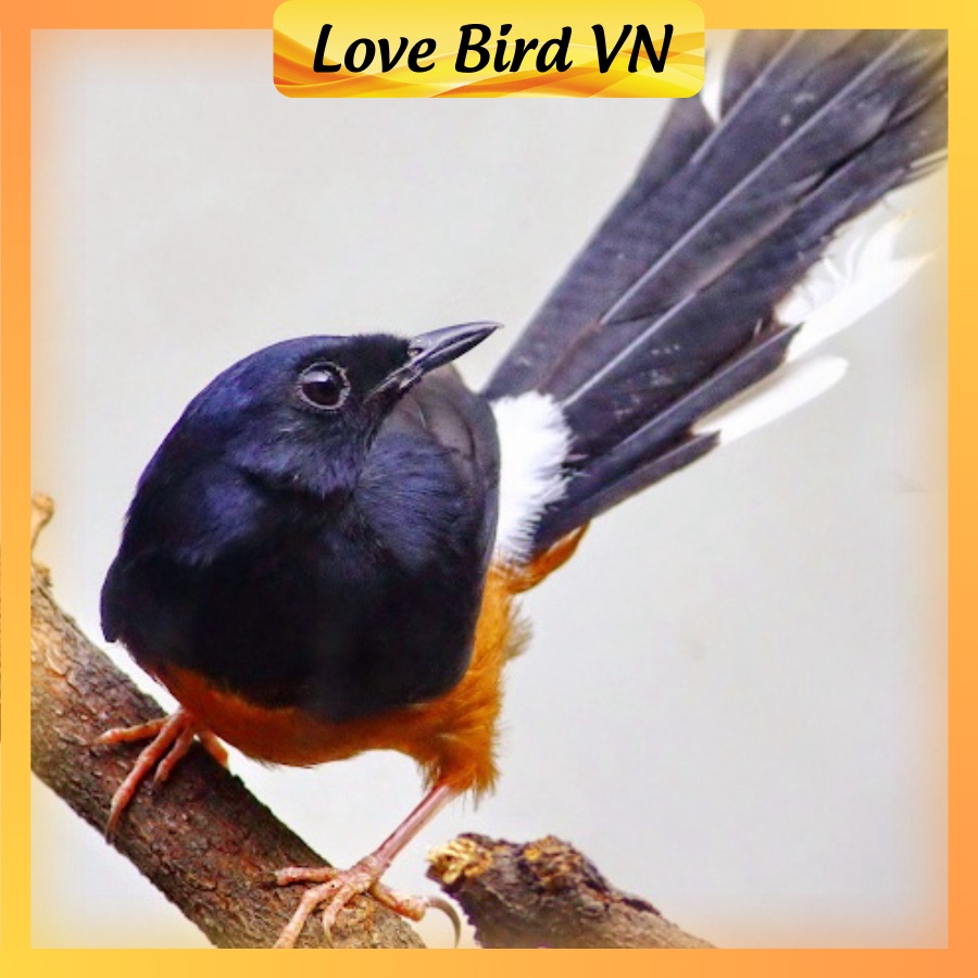 Cám chim chích chòe Hiển Bảo Khánh số 1, 2