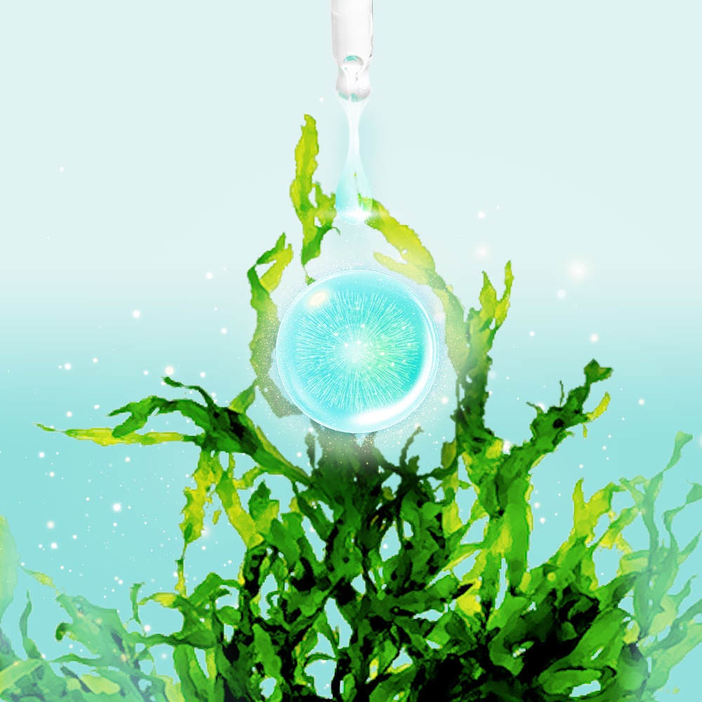 Combo 6 Mặt nạ tảo biển dưỡng da ẩm mượt Bio Jeju Marine Algae Bio-essence