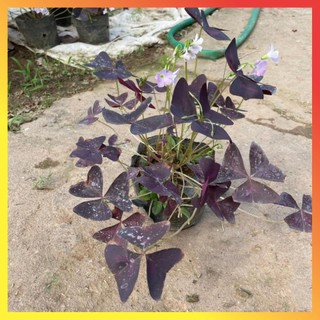 Cây hoa bướm đêm bầu đất cây khỏe 11
