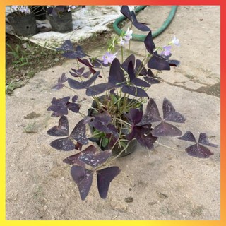 Cây hoa bướm đêm bầu đất cây khỏe ( Hàng chuẩn) 11