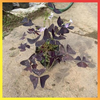 Cây hoa bướm đêm bầu đất cây khỏe ( Hàng chuẩn) 11
