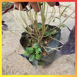 Cây hoa bướm đêm bầu đất cây khỏe ( Hàng chuẩn) 11