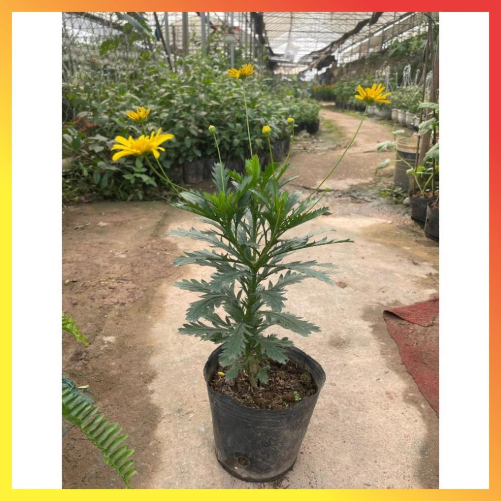 Cây hoa cúc gỗ thân tree cao 30-40cm ( Hàng chuẩn) 11