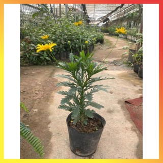 Cây hoa cúc gỗ thân tree cao 30-40cm 11