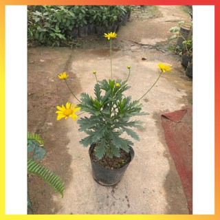 Cây hoa cúc gỗ thân tree cao 30-40cm ( Hàng chuẩn) 11