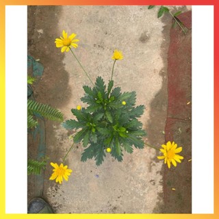 Cây hoa cúc gỗ thân tree cao 30-40cm ( Hàng chuẩn) 11