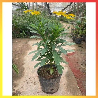 Cây hoa cúc gỗ thân tree cao 30-40cm ( Hàng chuẩn) 11