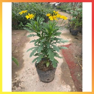 Cây hoa cúc gỗ thân tree cao 30-40cm ( Hàng chuẩn) 11
