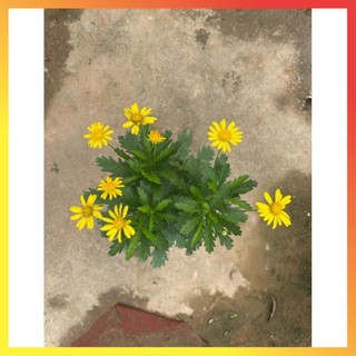 Cây hoa cúc gỗ thân tree cao 30-40cm ( Hàng chuẩn) 11