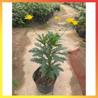 Cây hoa cúc gỗ thân tree cao 30-40cm ( Hàng chuẩn) 11