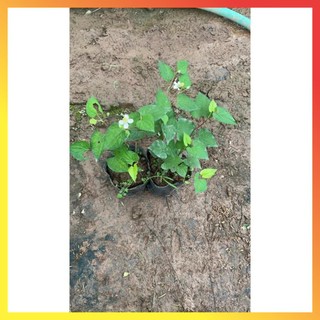 Cây rau diếp cá trồng bầu rễ khỏe, rau gia vị với nhiều công dụng 11
