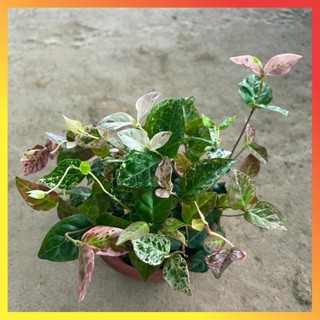 Cây thằn lằn cẩm thạch lá đổi màu 11