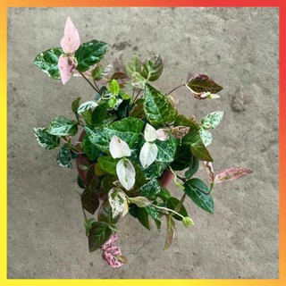 Cây thằn lằn cẩm thạch lá đổi màu ( Hàng chuẩn) 11