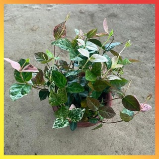 Cây thằn lằn cẩm thạch lá đổi màu ( Hàng chuẩn) 11