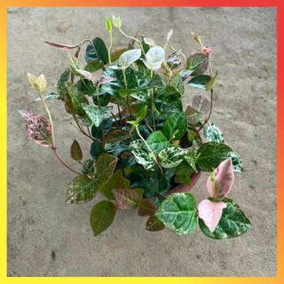 Cây thằn lằn cẩm thạch lá đổi màu ( Hàng chuẩn) 11
