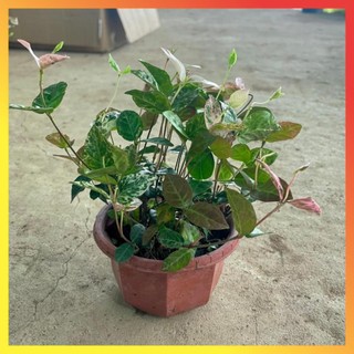 Cây thằn lằn cẩm thạch lá đổi màu ( Hàng chuẩn) 11