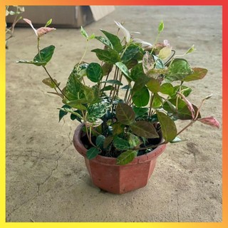 Cây thằn lằn cẩm thạch lá đổi màu ( Hàng chuẩn) 11