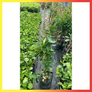 Bằng lăng tím 1m