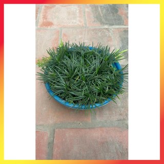 Cây cỏ gấu mỹ