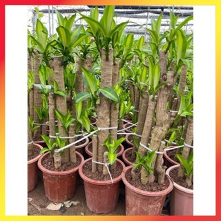 Cây thiết mộc lan 11