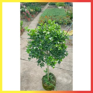 Cây nguyệt quế thân Tree cao 1m